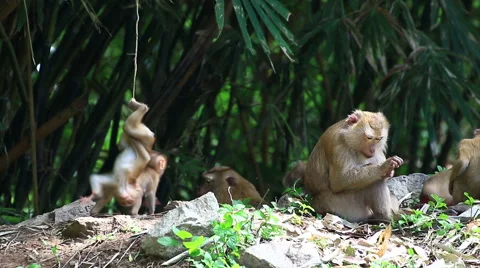 Monkey family. Stock Footage 64084890