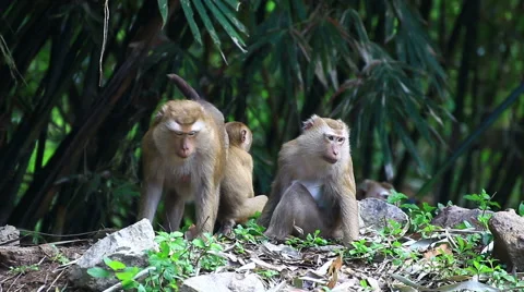 Monkey family. Stock Footage 64085117