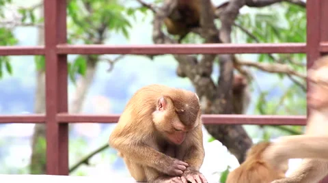 Monkey family. Stock Footage 64085721