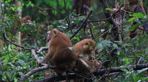 Monkey family. Stock Footage 64085754