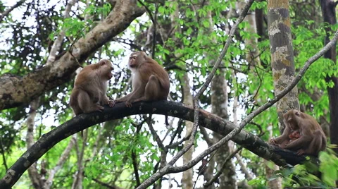 Monkey family. Stock Footage 64085916