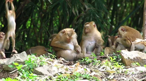 Monkey family. Stock Footage 64085933