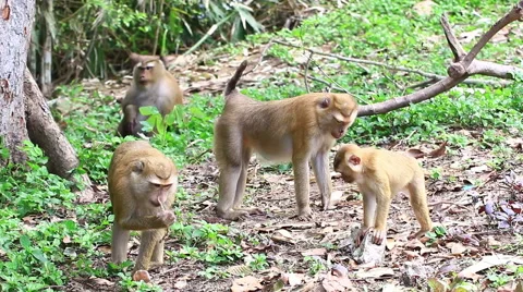 Monkey family. Stock Footage 64085961