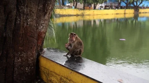 Monkey family Stock Footage 78359985