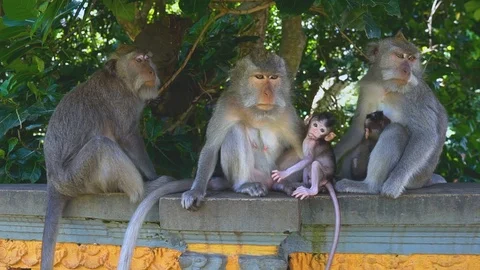 Monkey family Stock Footage 105786048