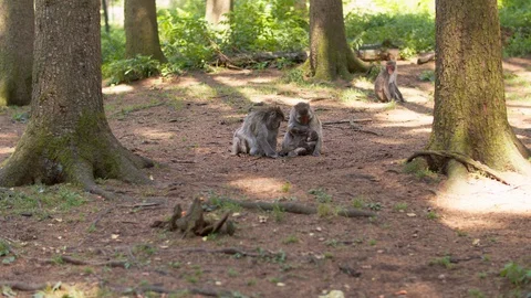 Monkey family in the forest Video stock 129869096