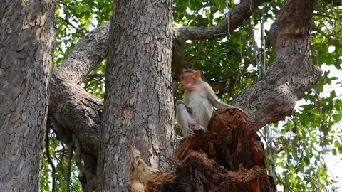 Monkey family in India Stock Footage 77790879