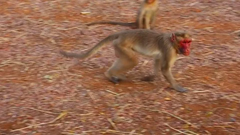Monkey family in India Video stock 77791056