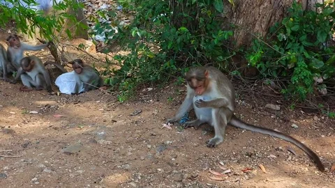 Monkey family in India Video stock 77791058