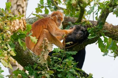 Monkey Family Interaction in Trees Stock Photos