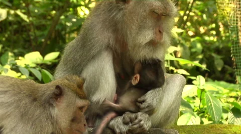 Monkey family at the Monkey Forest in Bali Stock Footage 41380362