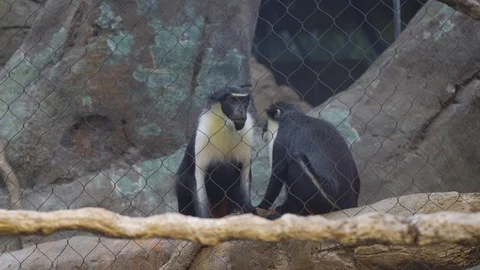 Monkey Family Moving Together in 4K 動画素材 101495751
