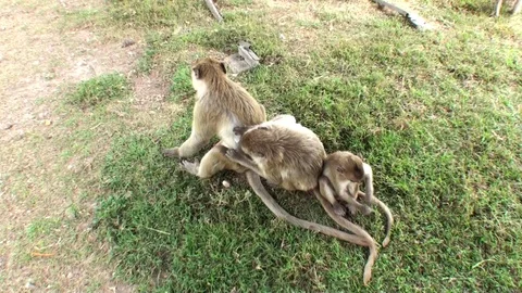 Monkey family. One monkey is caring for another. Combs her hair. Thailand 库存影片 112998783