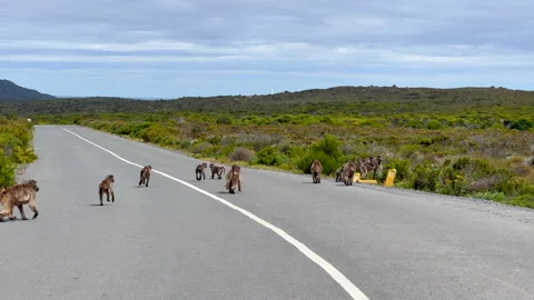 Monkey family  pack looking for trouble roadside Cape of Good Hope most 動画素材 243334864
