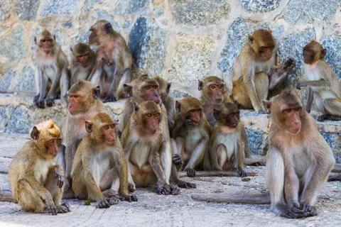 Monkey family Stock Photos