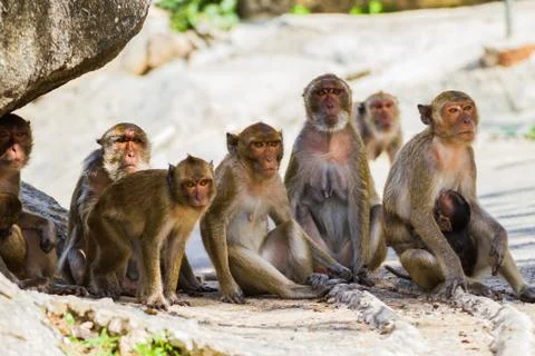 Monkey family Stock-Fotos