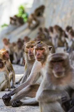 Monkey family Stock Photos