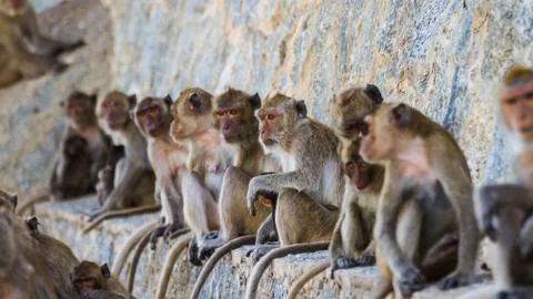 Monkey family Stock Photos