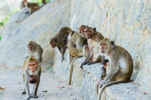 Monkey family Stock Photos