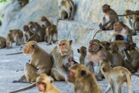 Monkey family Stock Photos