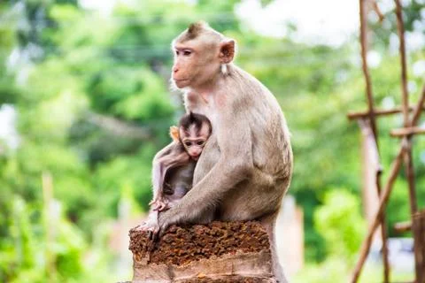 Monkey family Stock Photos
