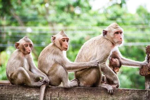 Monkey family Stock Photos
