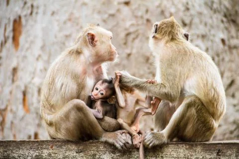 Monkey family Фото