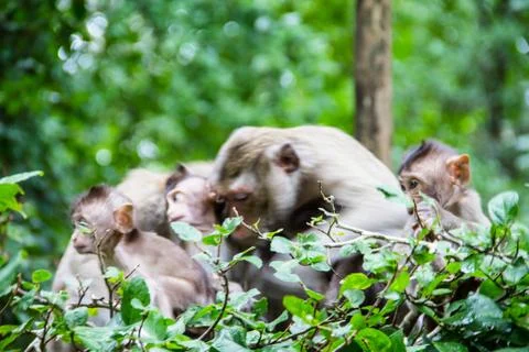 Monkey family Stock Photos