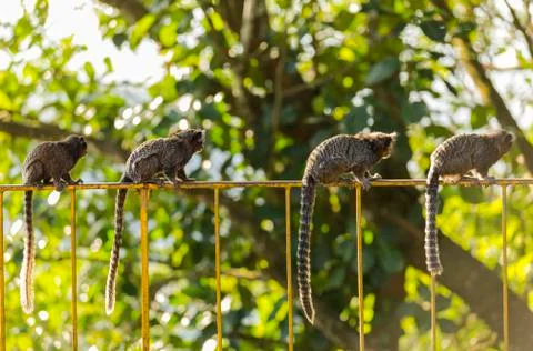 Monkey family Stock Photos