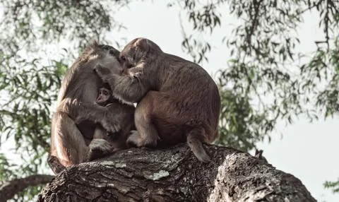 Monkey family Stock Photos