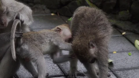 Monkey Family playing on floor in Monkey Forest Bali in slow motion 스톡 동영상 83692206