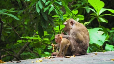 Monkey family in the rainforest. Stock Footage 92091453