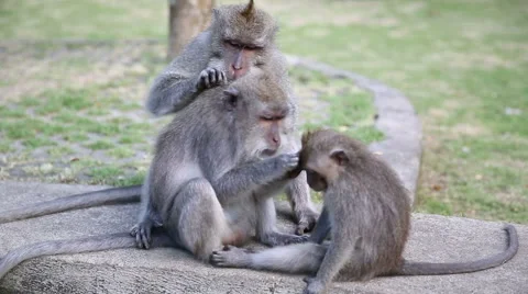 Monkey Family At Sacred Monkey Forest. Ubud, Bali, Indonesia Stock Footage 62917386