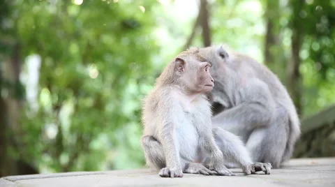 Monkey Family At Sacred Monkey Forest. Ubud, Bali, Indonesia Stock Footage 62917390
