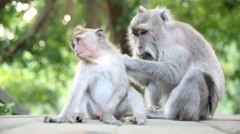 Monkey Family At Sacred Monkey Forest. Ubud, Bali, Indonesia Stock Footage 62917908