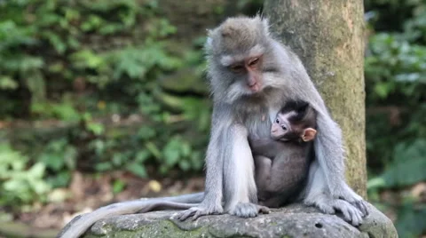 Monkey Family At Sacred Monkey Forest. Ubud, Bali, Indonesia Stock Footage 62919491