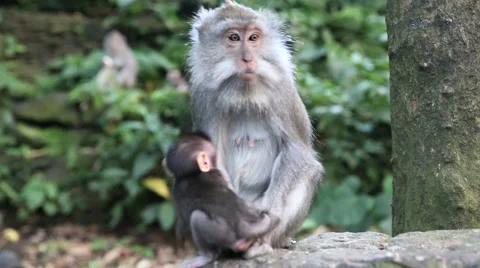 Monkey Family At Sacred Monkey Forest. Ubud, Bali, Indonesia Stock Footage 62919738