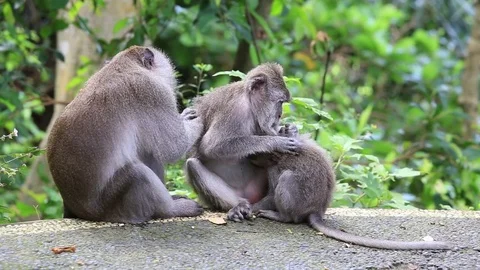 Monkey family at sacred monkey forest. Ubud, Bali, Indonesia. Close up Stock Footage 74649161