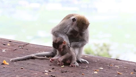 Monkey family at sacred monkey forest Ubud, Bali, Indonesia Stock Footage 74952537
