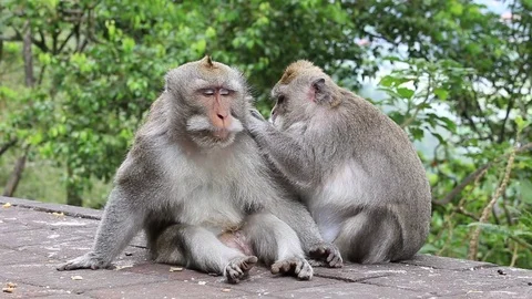 Monkey family at sacred monkey forest Ubud, Bali, Indonesia. Stock Footage 76929697