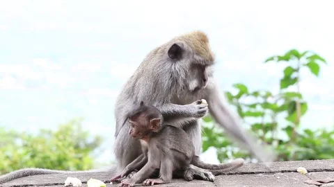 Monkey family at sacred monkey forest in Ubud, island Bali, Indonesia Stock Footage 83711404
