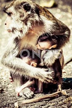 Monkey family at sacred monkey forest ubud bali indonesia Stock Photos