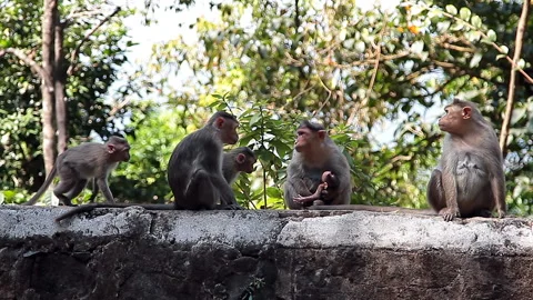 Monkey family in the tropical forest Stock Footage 87853953