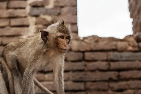 Monkey in farm on brick. Stock Photos