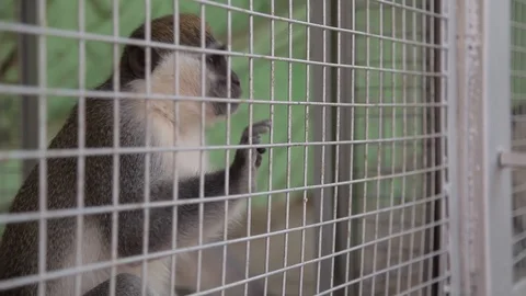 The monkey is fed from the hands Stock Footage 110202848