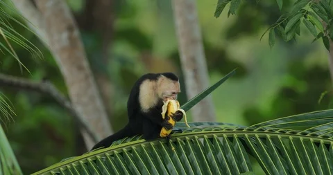 Monkey feeding banana. White-headed Capuchin with fruit. 動画素材 101945275