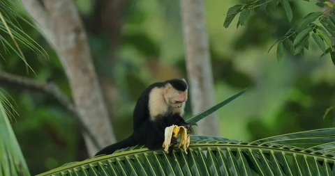 Monkey feeding banana. White-headed Capuchin with fruit. Stock Footage 101947469