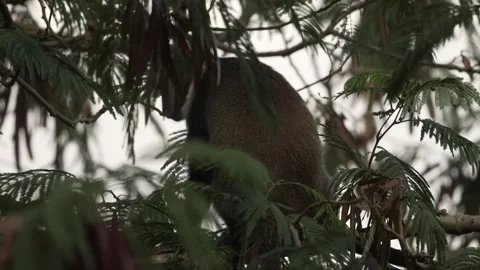Monkey Feeding in Dense Tree Canopy Close-Up Kenya Stock Footage 333216935