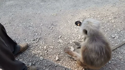 Monkey feeding Stock-Footage 88161894