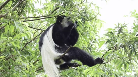 Monkey Feeding on Leaves in Forest Trees in Africa, Black and White Stock Footage 277677827
